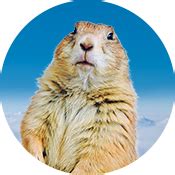 Read on to hear Poppy the Prairie Dog let out an adorable Wahoo on command Thats right. . Poppy the prairie dog